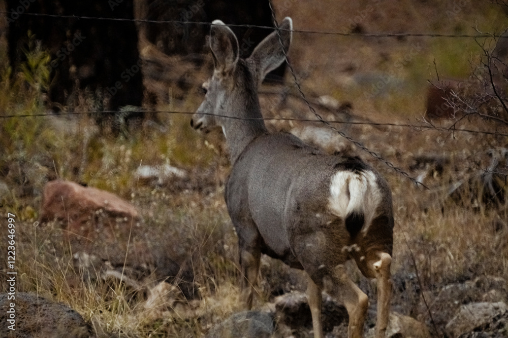 Fototapeta premium Mule Deer Walking Through A Thick Forest 1