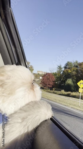 A small dog is sitting in a car window, looking out at the world. The scene is peaceful and calm, with the dog enjoying the view and the sun shining through the window