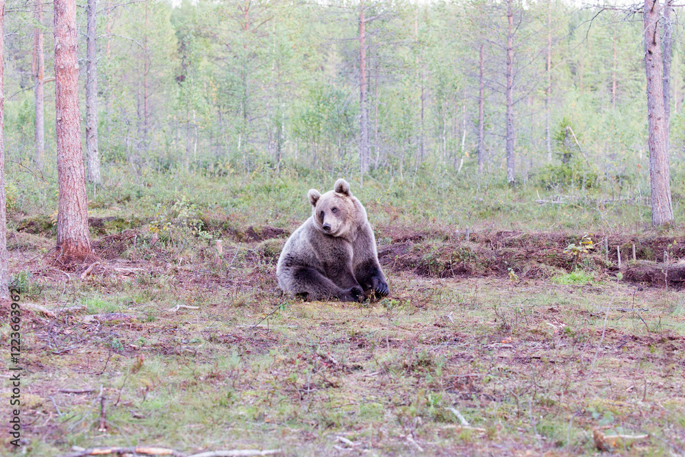Fototapeta premium A photo of brown bear during summer
