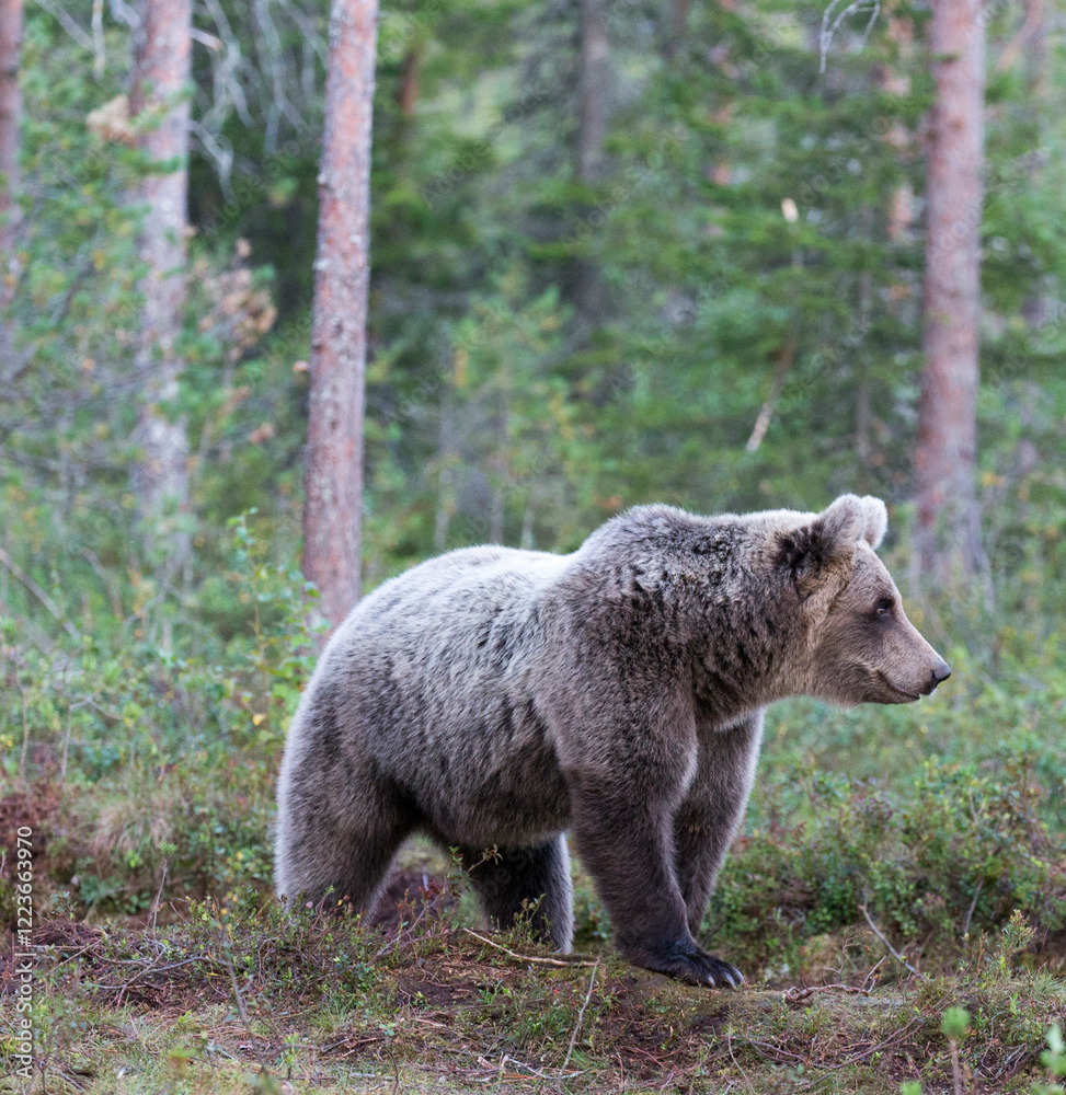 A photo of brown bear during summer A photo of brown bear during summer
