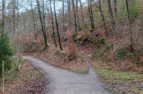 Weggabelung im Wald photo