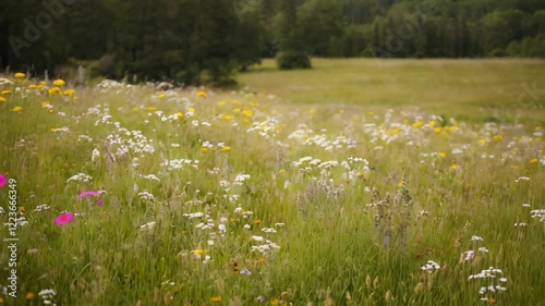 Idyllic wildflower meadow with gentle breeze in vibrant summer landscape