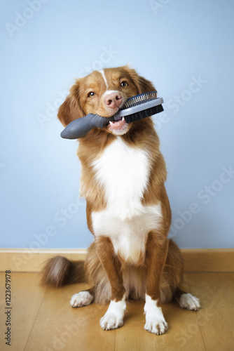 Nova scotia duck tolling retriever dog holding a hairbrush in its mouth, groomer, grooming, dog shedding season