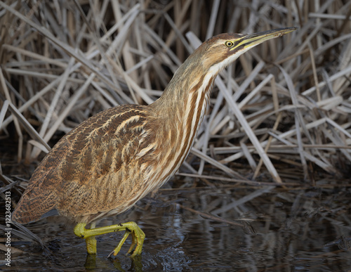 American Bittern perched