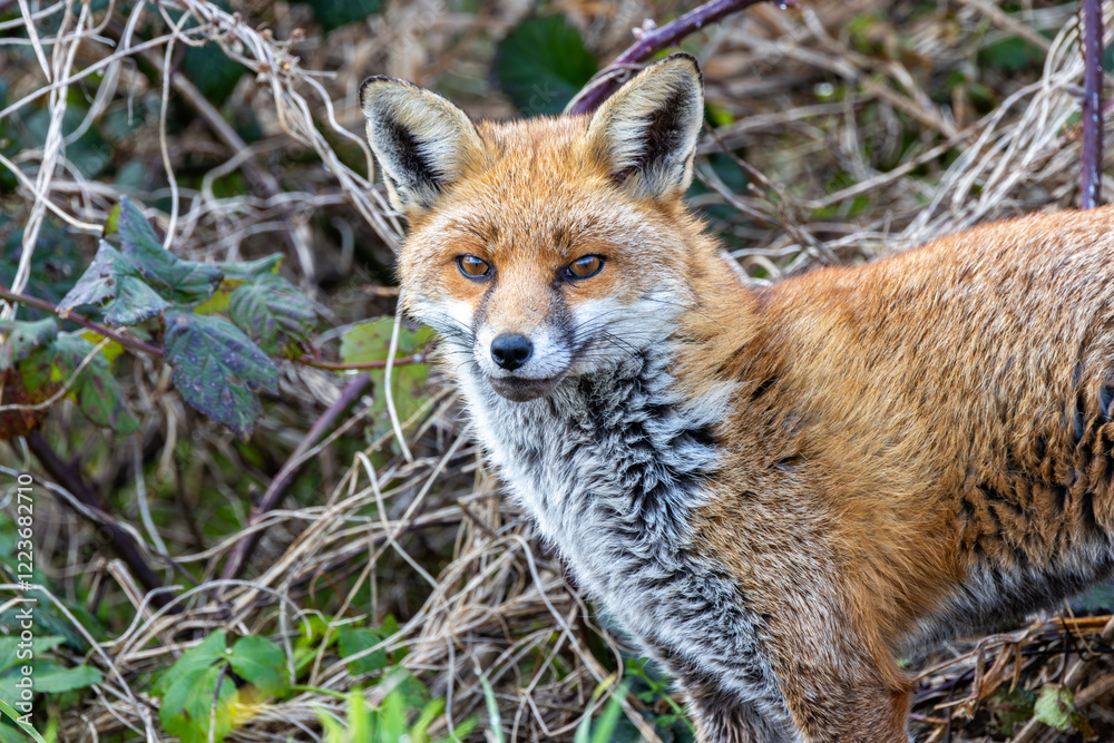 Red Fox (Vulpes vulpes), common in grasslands and urban areas, spotted on Bull Island, Dublin. Red Fox (Vulpes vulpes), common in grasslands and urban areas, spotted on Bull Island, Dublin.