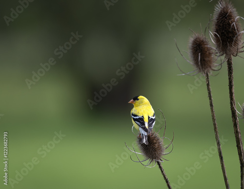 Φωτογραφία American Goldfinch
