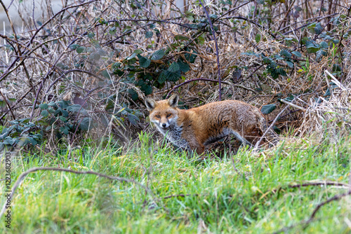 Photography Red Fox (Vulpes vulpes), common in grasslands and urban areas, spotted on Bull Island, Dublin