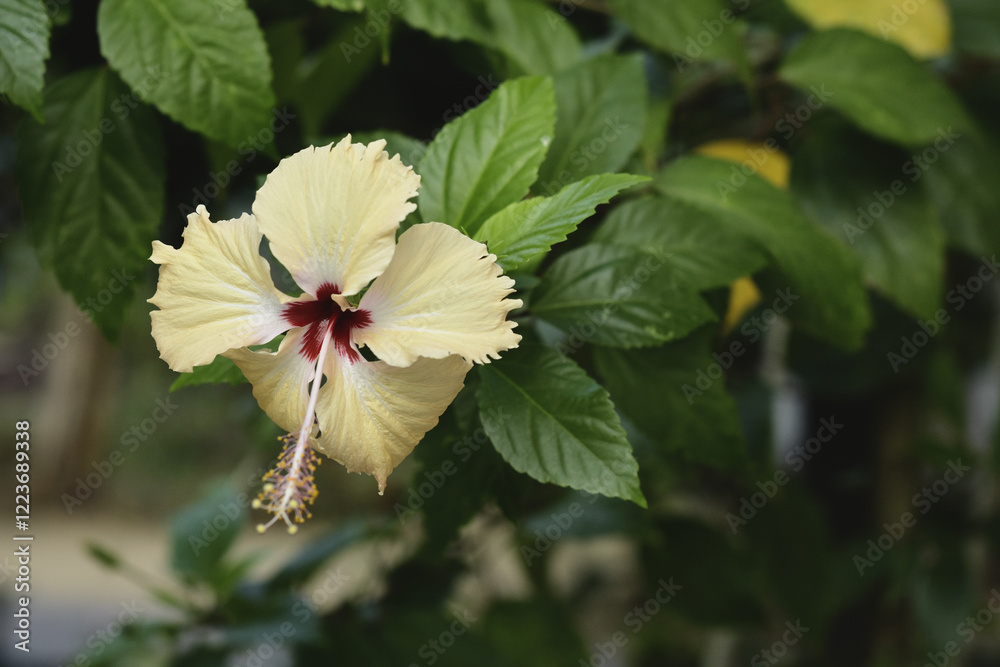 Yellow hibiscus looks beautiful with thick leaves Yellow hibiscus looks beautiful with thick leaves