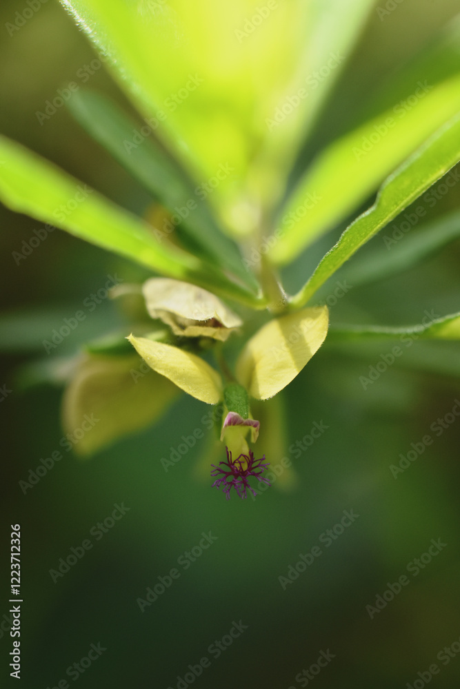 Fototapeta premium Wild shrubs that flower beautiful with yellow petals and unique pollen