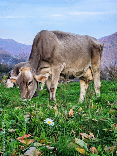 Cows grazing on a mountain meadow in the autumn season.