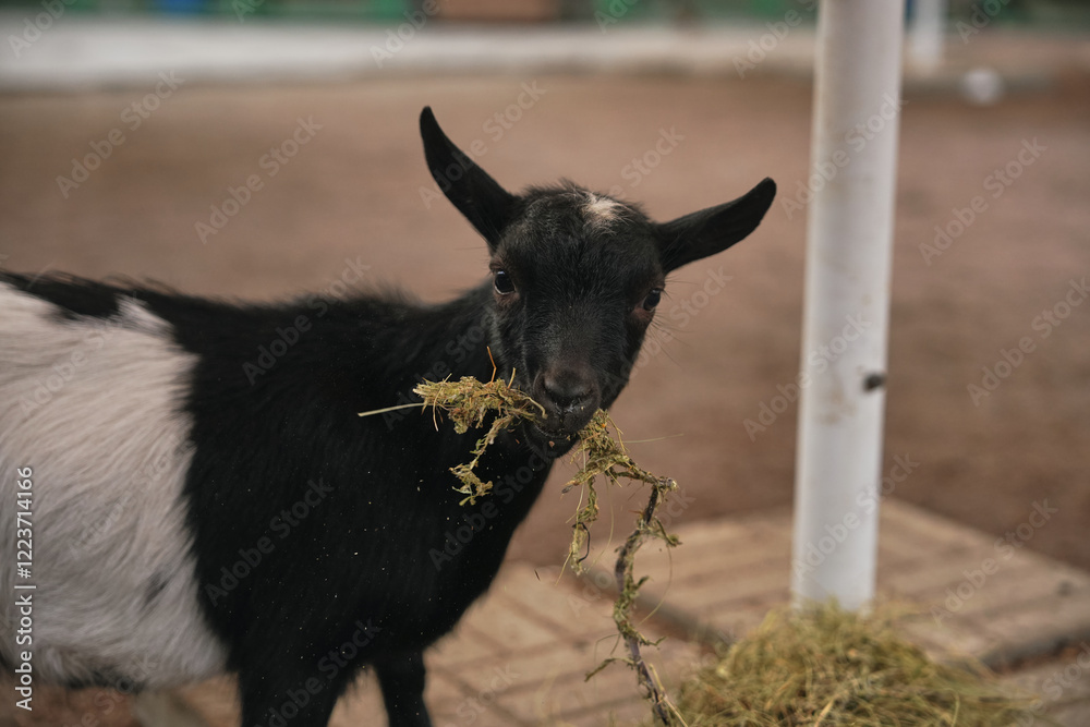 Black and white goat munching on hay in a barn during daylight Black and white goat munching on hay in a barn during daylight