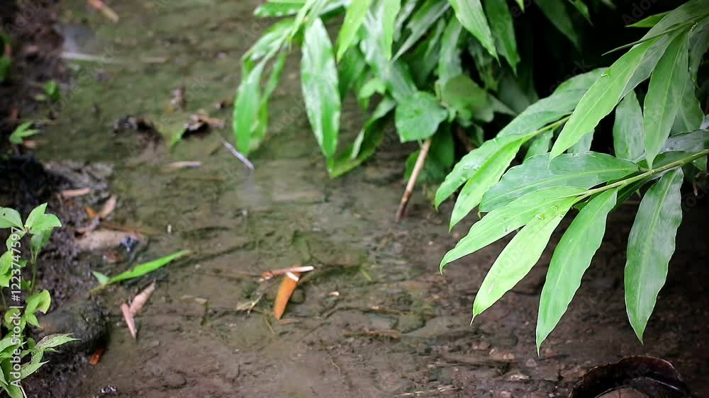 Lush Green Plants Around a River Flowing in the Wilderness Lush Green Plants Around a River Flowing in the Wilderness