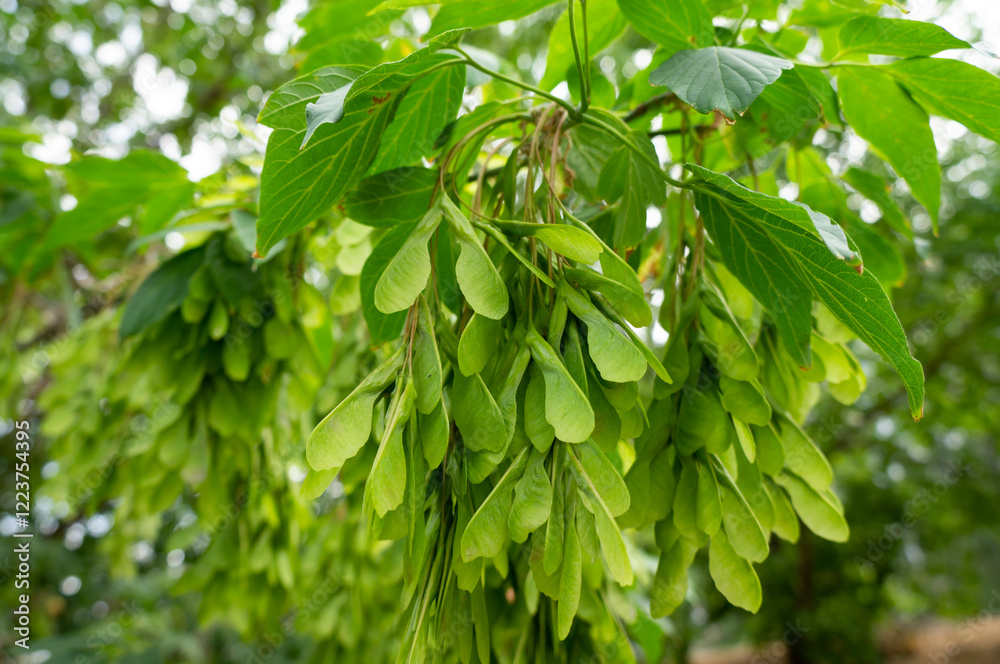 Maple earrings on a branch in spring. Negundo boxwood (Acer negundo), also known as Monitoba maple, American maple and ash maple in early spring with long earrings. Maple earrings on a branch in spring. Negundo boxwood (Acer negundo), also known as Monitoba maple, American maple and ash maple in early spring with long earrings.