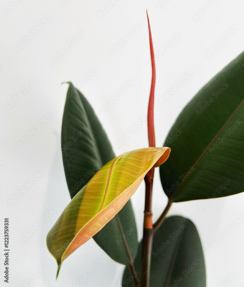 Obraz premium close up of plant with new leaf