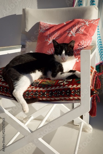 cat nap
