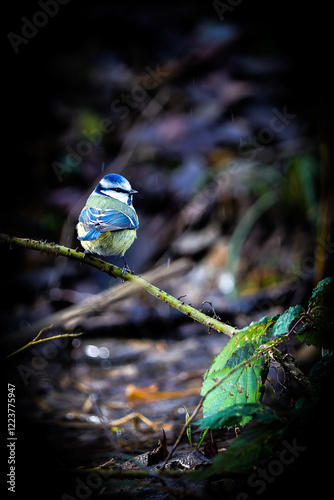 Chapim-azul photo