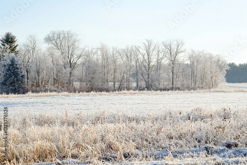 Wallpaper Mural Frost-covered landscape with bare trees and frosty grass under a clear blue sky, evoking winter serenity Torontodigital.ca