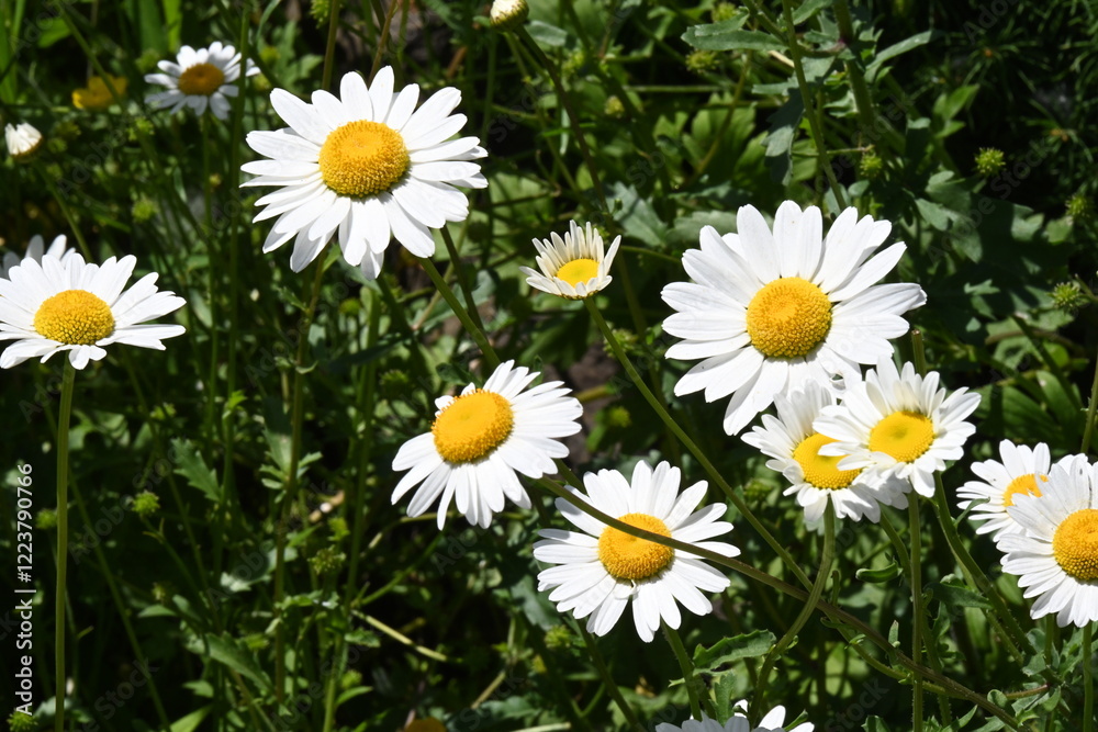 beautiful daisies on the background of the sea, beautiful daisies on the background of the sea,
