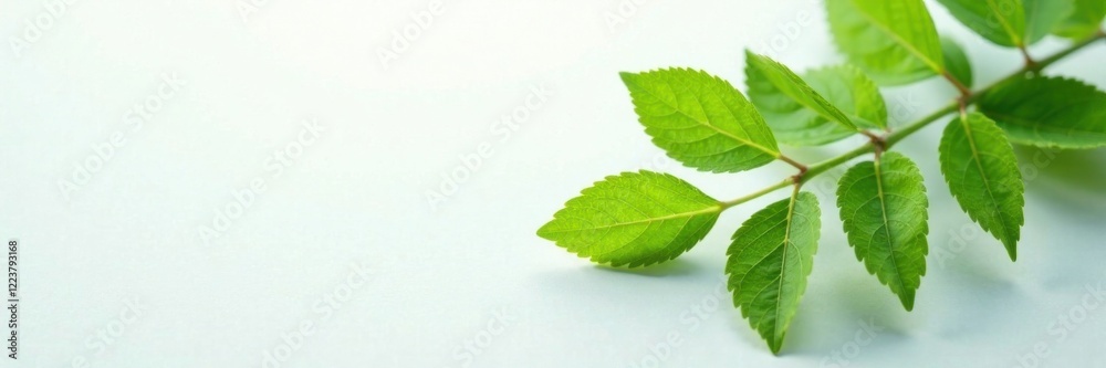 close-up of leafy branches on white surface, branches, greenery close-up of leafy branches on white surface, branches, greenery