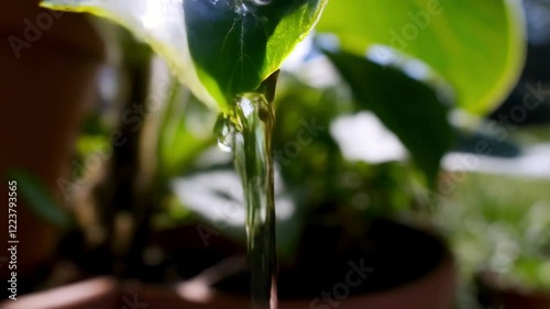 Concept of skincare, rejuvenation, moisturisation, plastic surgery, pure organic plant, vitamins minerals extraction from plants. Extra macro of water drops on a benefaction plant leaf in slow motion