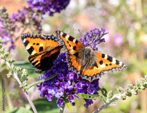 Pair of small tortoiseshell butterflies on buddleia flowers