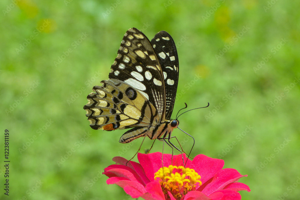 butterfly on a flower - kupu-kupu jeruk butterfly on a flower - kupu-kupu jeruk