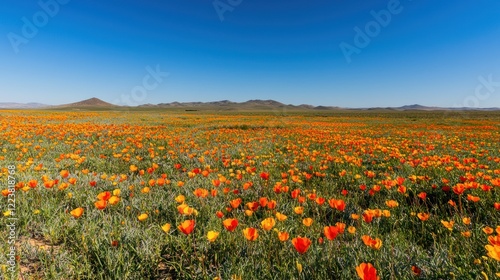 A vibrant field of fully bloomed flowers under a clear blue sky