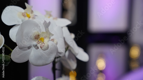 Close-up of delicate white orchid with vibrant purple and yellow accents, set against a soft, moody background. Concept of nature, elegance, and floral theme. KLJUČ, BOSNIA AND HERZEGOVINA, 1.2.2025. photo