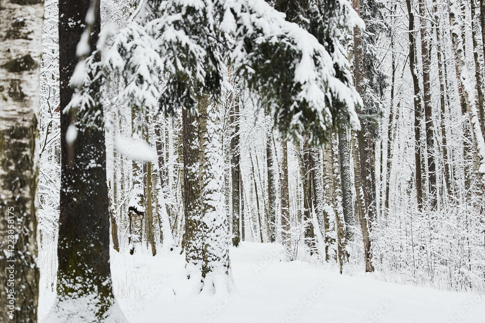 Fototapeta premium The heavy snowfall in a wild park, winter fairy tale in the forest, snow-covered tree branches, large flakes of snow are slowly falling, nobody, snow storm, blizzard