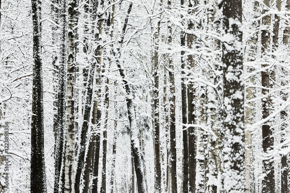 Fototapeta premium The heavy snowfall in a wild park, winter fairy tale in the forest, snow-covered tree branches, large flakes of snow are slowly falling, nobody, snow storm, blizzard
