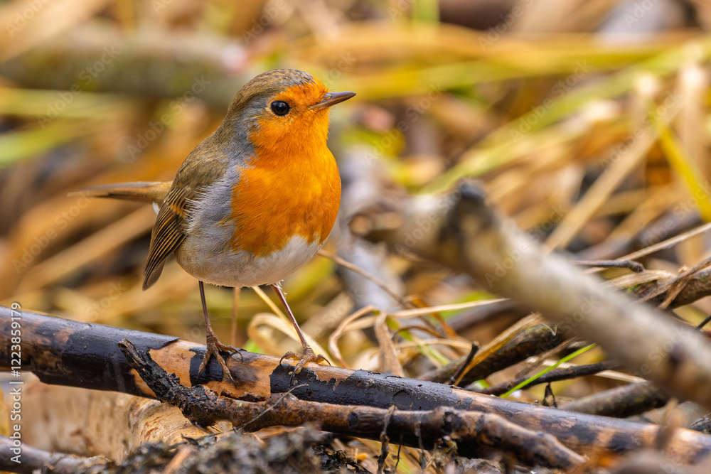 Rotkelchen, Robin im Herbst / Winter auf einem Ast / Vogel Rotkelchen, Robin im Herbst / Winter auf einem Ast / Vogel