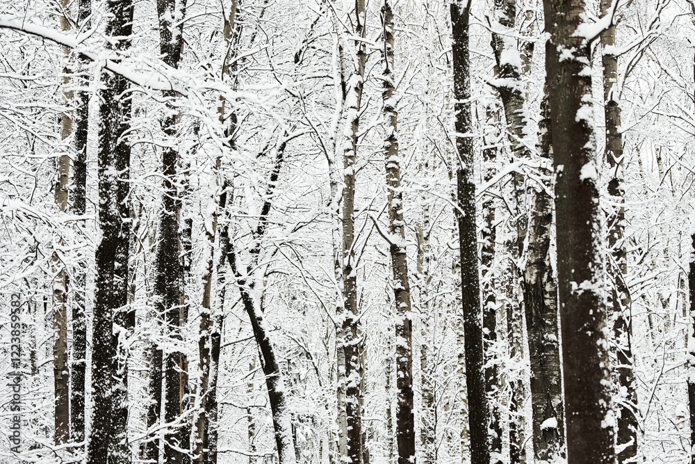 Fototapeta premium The heavy snowfall in a wild park, winter fairy tale in the forest, snow-covered tree branches, large flakes of snow are slowly falling, nobody, snow storm, blizzard