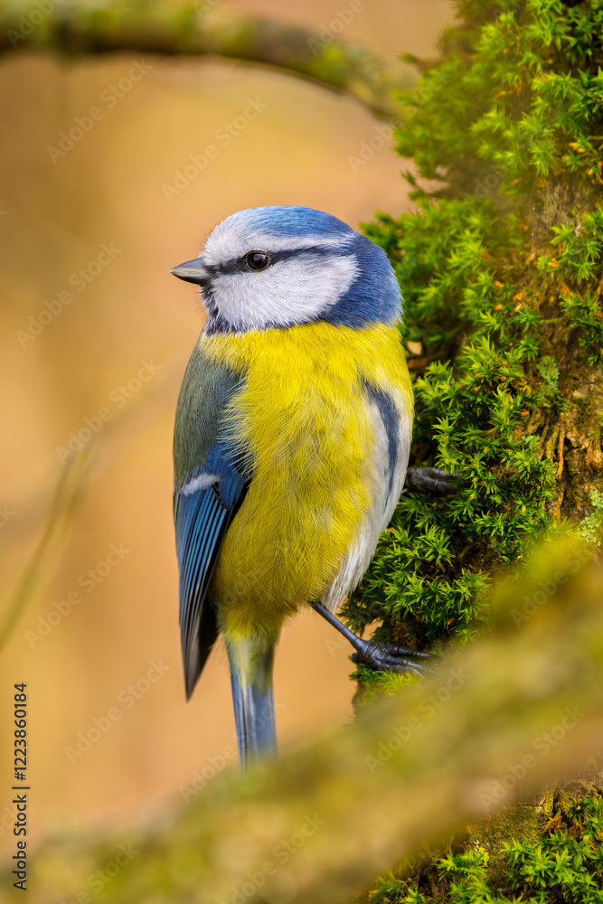 Blaumeise (blue tit) im Herbst, Winter auf einem Ast / Vogel Blaumeise (blue tit) im Herbst, Winter auf einem Ast / Vogel