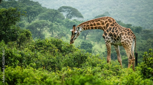 Obraz na płótnie A giraffe grazing on leaves in a lush, green wildlife reserve w salonie