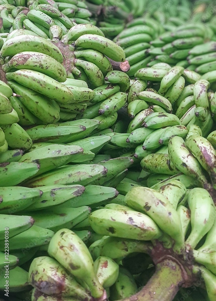 Fresh Green Bananas Ready for Harvest and Distribution
Fresh Green Bananas Ready for Harvest and Distribution