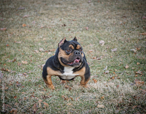 exotic bully