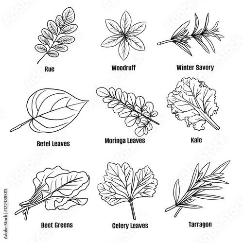 Hand drawn vector sketch set of herbs illustration line art; rue, woodruff, winter savory, betel leaves, moringa leaves, kale, beet greens, celery leaves, tarragon. Seasoning food design