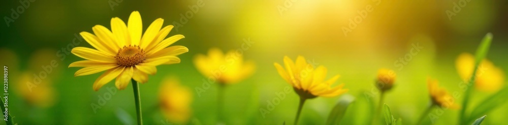 Soft petals of yellow daisies gently sway in the morning breeze, dew, green grass Soft petals of yellow daisies gently sway in the morning breeze, dew, green grass