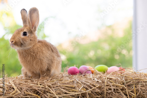 Lovely bunny easter fluffy rabbit eating green grass, carrot with a basket full of colorful easter eggs on green garden nature with flowers background on warmimg day. Symbol of easter day festival. photo