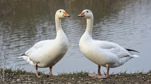 Obraz na płótnie A pair of geese resting by the water's edge of a tranquil pond w salonie