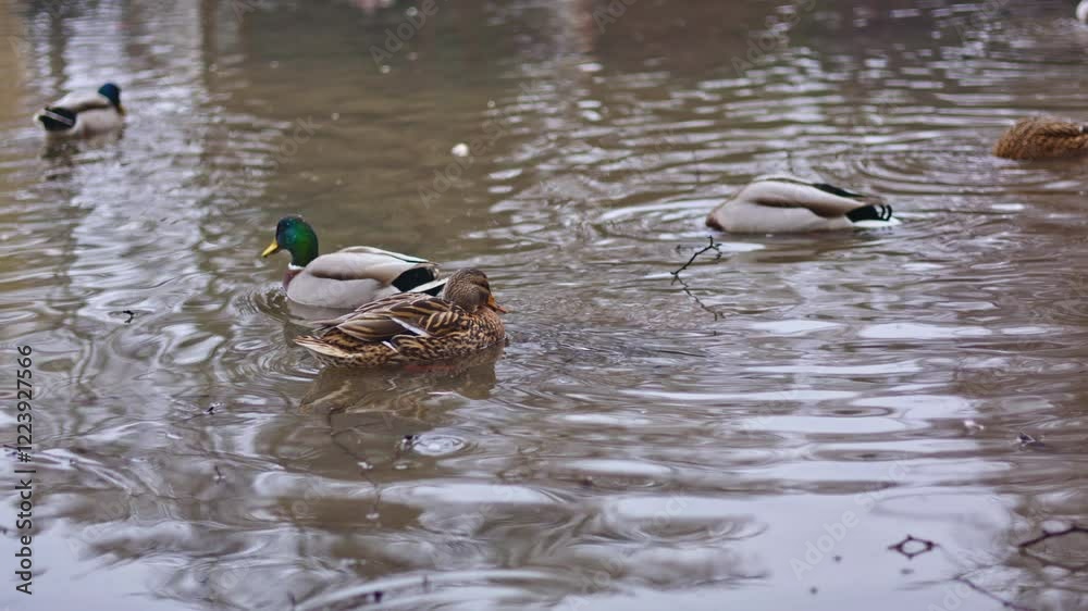 Gray ducks on the shore of a winter pond. Wild ducks swimming in a winter lake.