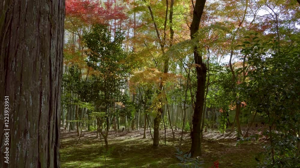 Perfect fall color scenery in Japanese landscape garden, slow slider reveal shot Perfect fall color scenery in Japanese landscape garden, slow slider reveal shot