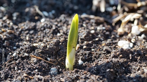 Obraz na płótnie A small sprout emerging from the soil in a sunlit garden w salonie