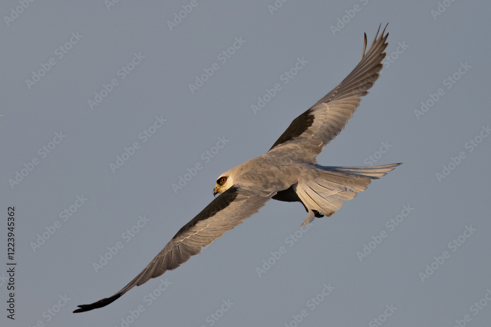 Obraz premium Close view of a white-tailed kite flying in beautiful light, seen in the wild in North California 