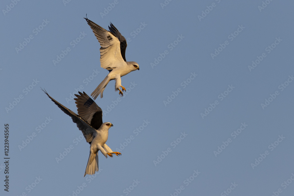 Obraz premium A couple of male white-tailed kites fighting, seen in the wild in North California.