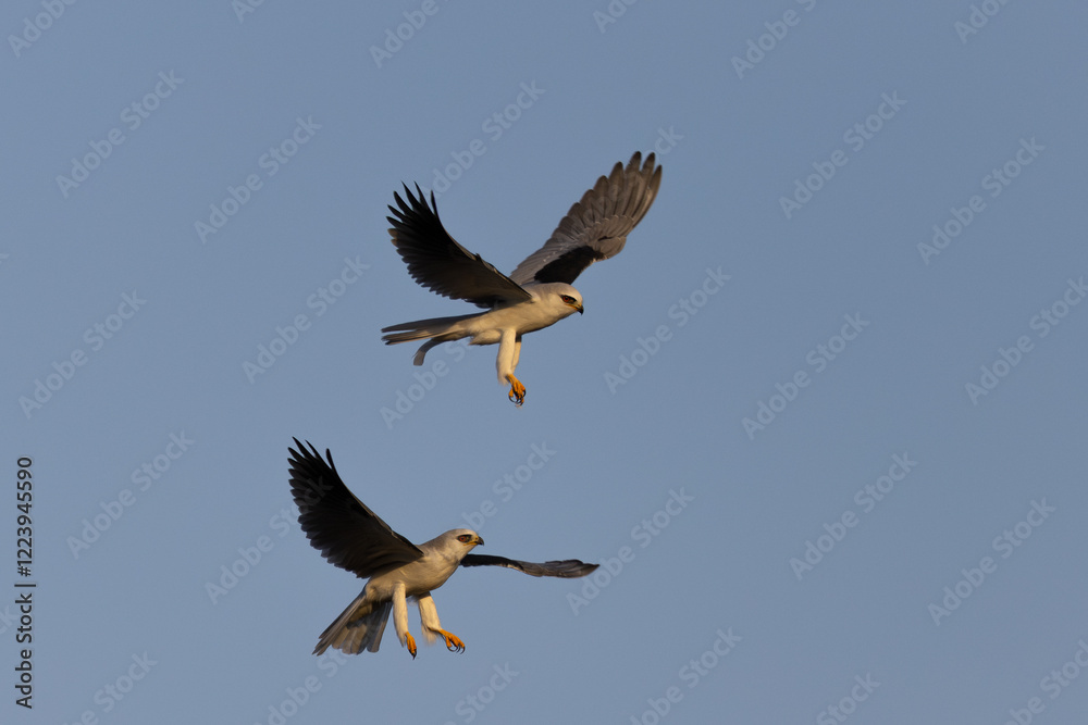 Obraz premium A couple of male white-tailed kites fighting, seen in the wild in North California.