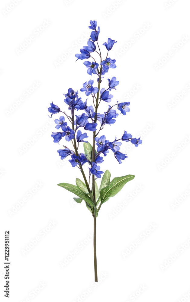 Obraz premium PNG Bluebells flower plant illustration acanthaceae.