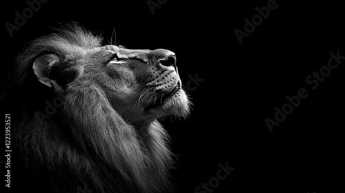 Majestic lion gazing upward, black background, wildlife portrait, ideal for power/strength themes photo