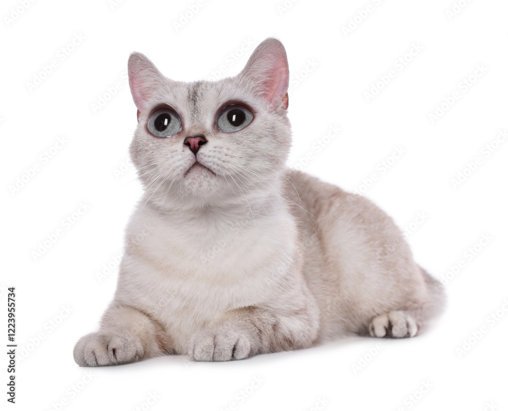Adorable cat with big eyes on white background. Cute pet Adorable cat with big eyes on white background. Cute pet