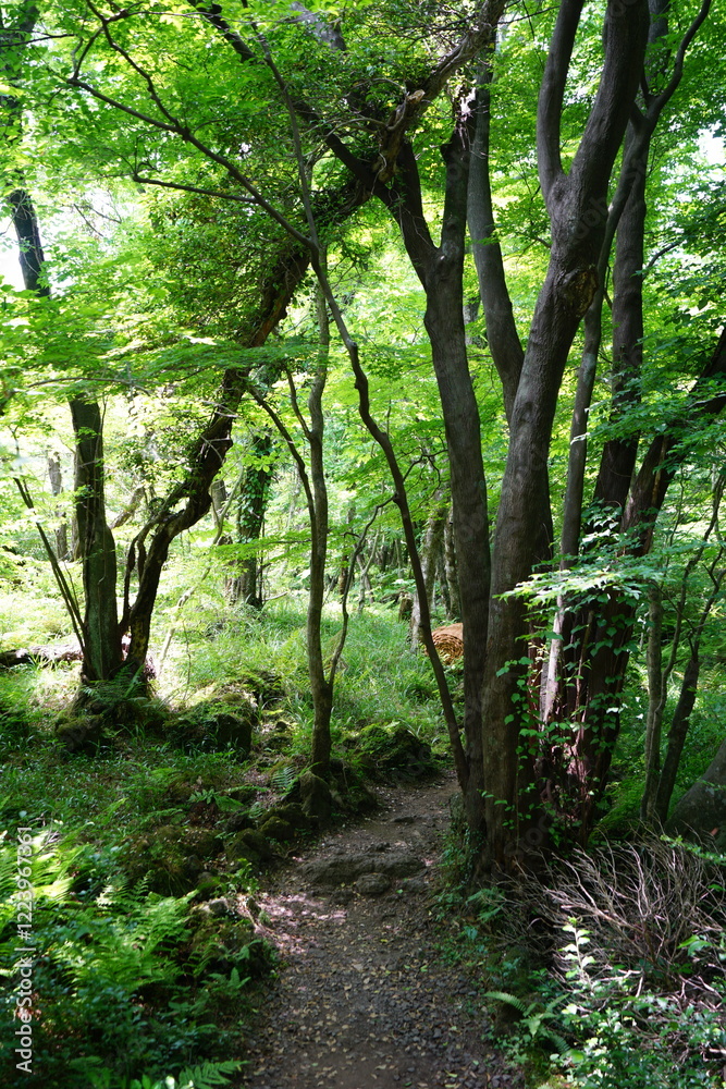 fine spring path in the refreshing forest fine spring path in the refreshing forest